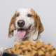 vælg det bedste hundefoder - Guide